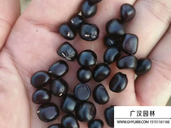 牡丹種子