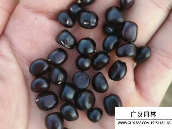 牡丹種子