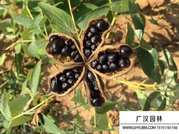 牡丹種子