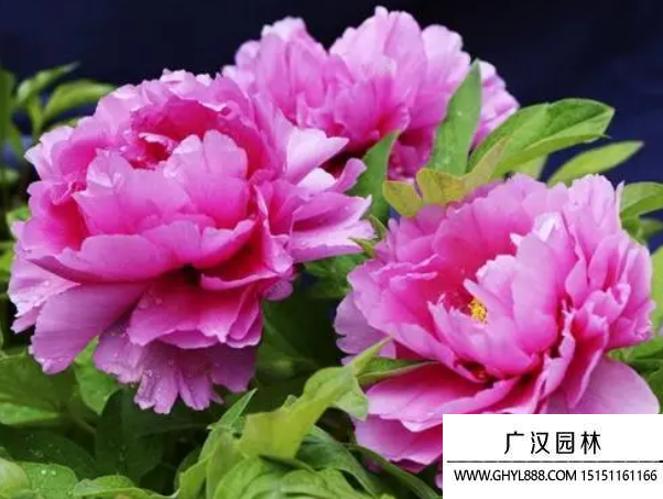 牡丹種子