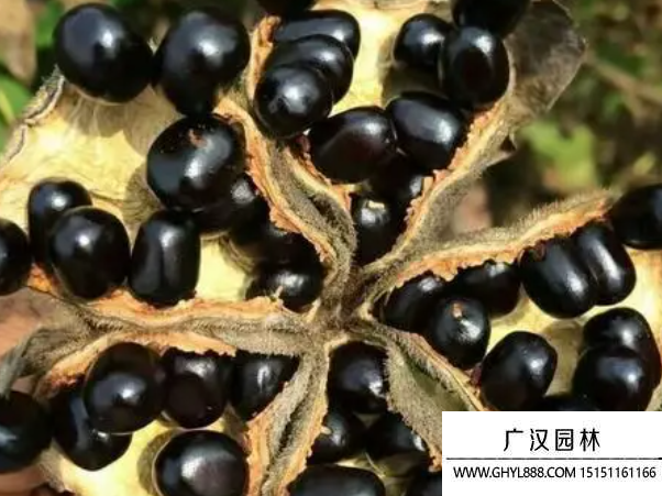 牡丹種子