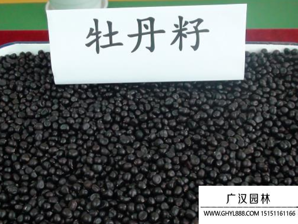 牡丹種子