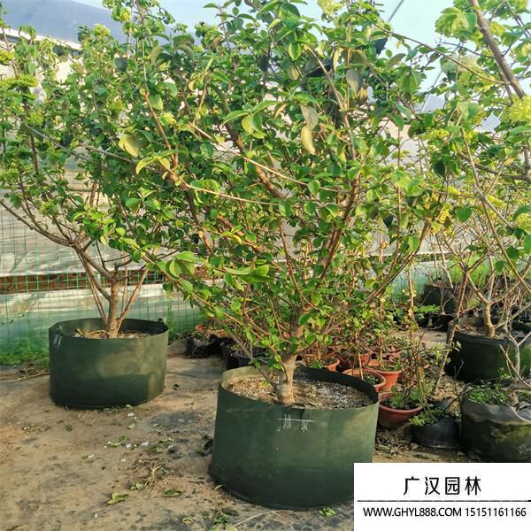 中華木繡球 (2).jpg