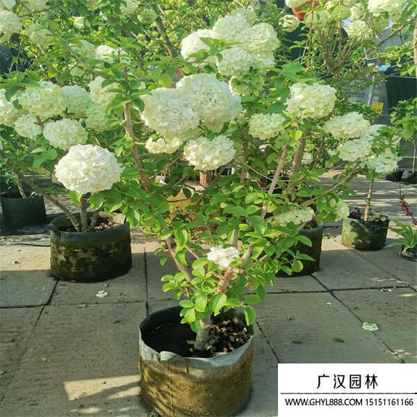 中華木繡球 (8).jpg