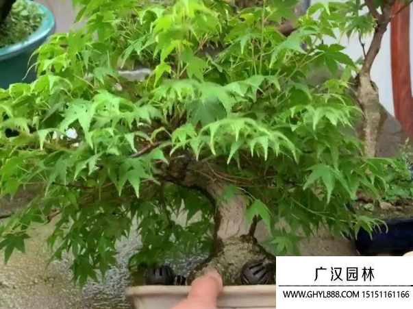 山紅葉盆景