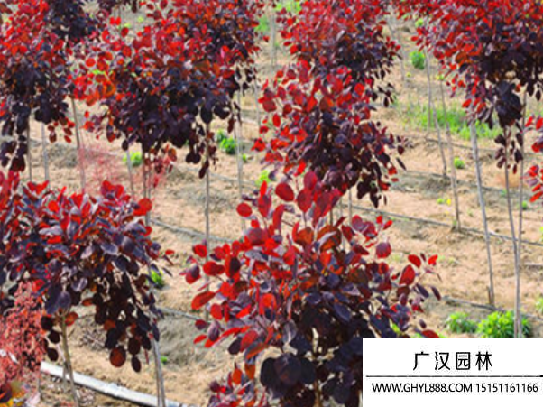 美國紅櫨