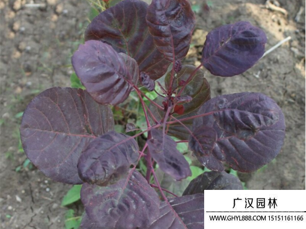 美國紅櫨