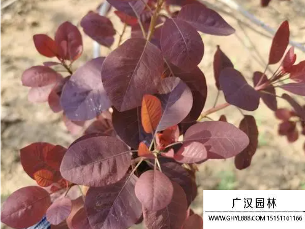 美國紅櫨