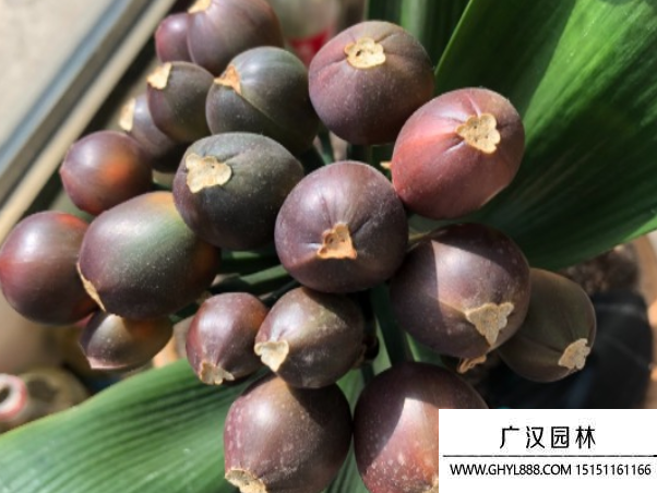 君子蘭種子