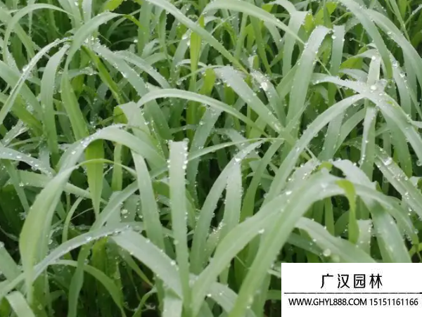 牧草種子