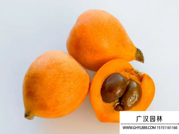 枇杷種子