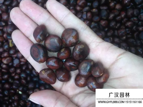 枇杷種子