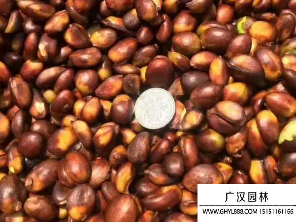 枇杷種子