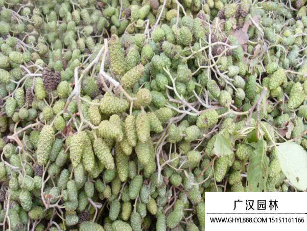 榿木種子