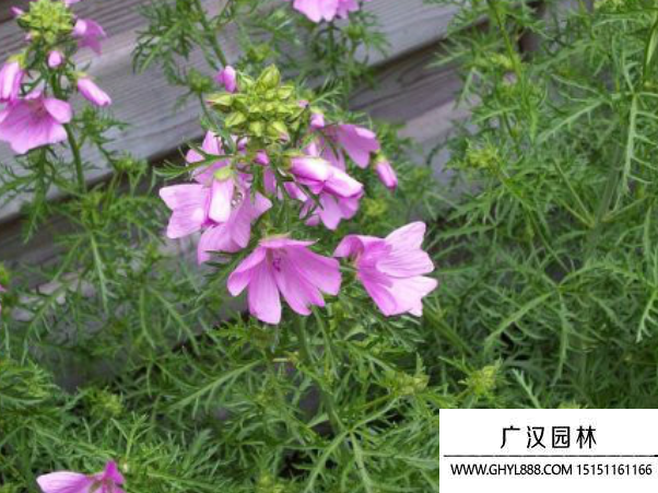 麝香錦葵種子