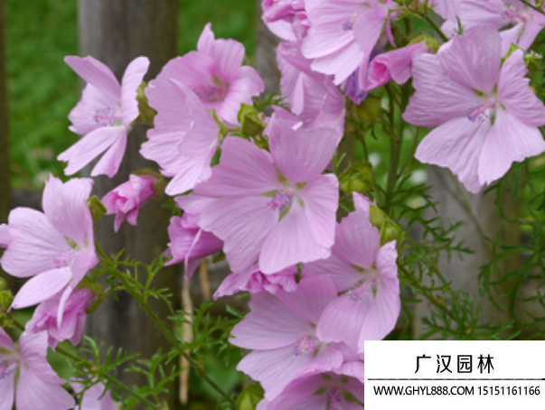 麝香錦葵種子