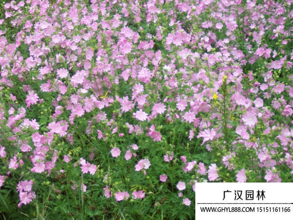 麝香錦葵種子