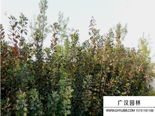 美國紅櫨