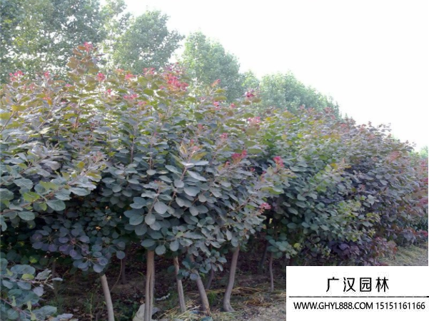 美國紅櫨