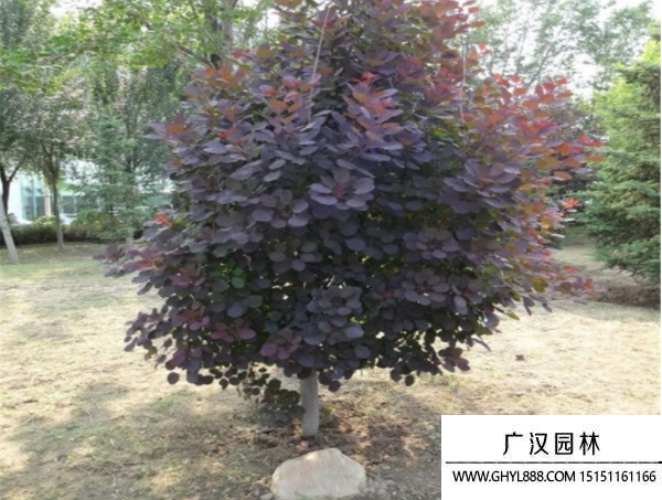 美國紅櫨