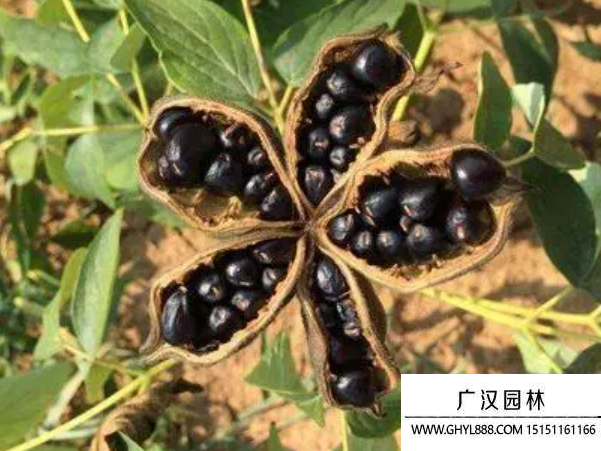 牡丹種子