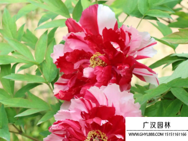 牡丹種子