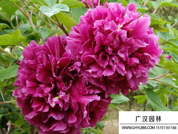 牡丹種子