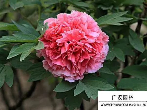 牡丹種子