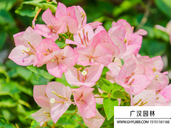 九重葛種子
