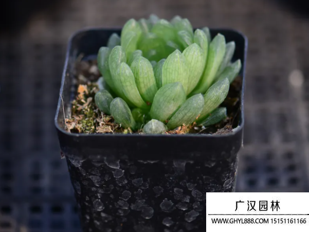 蟬翼玉露種子