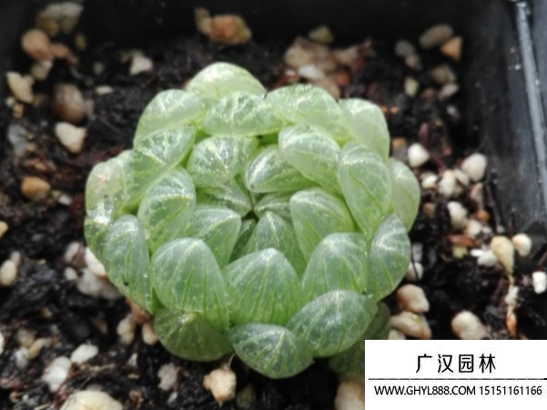 蟬翼玉露種子