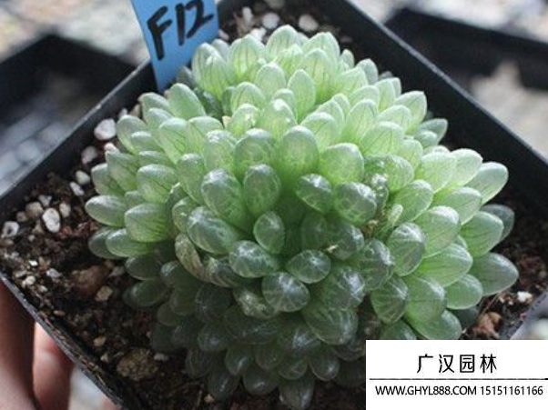 蟬翼玉露種子