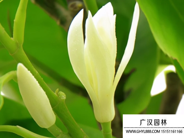 白蘭花種子