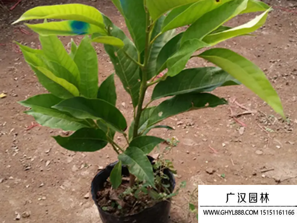白蘭花種子