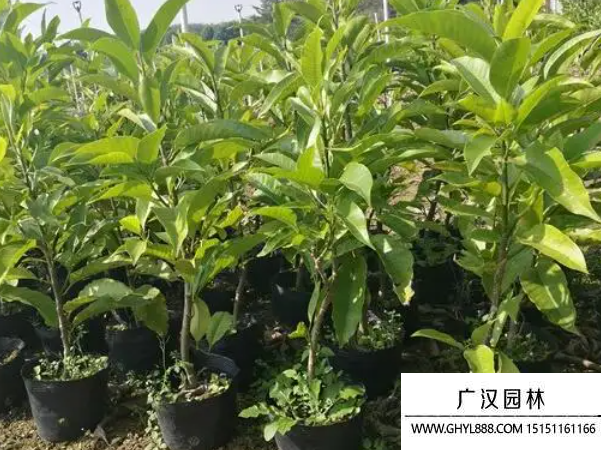 白蘭花種子