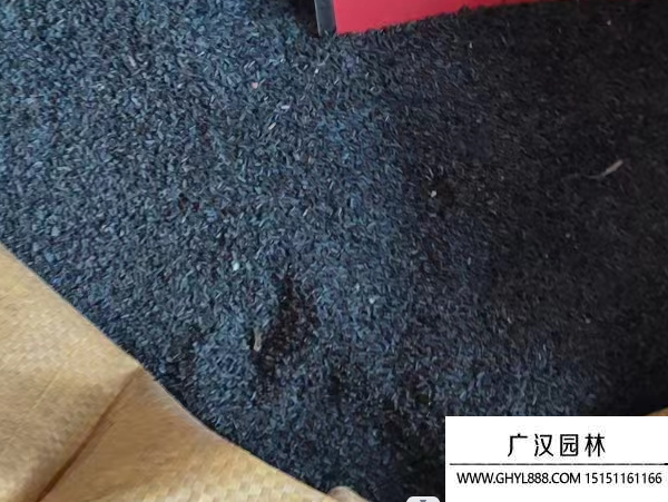 黑心金光菊種子
