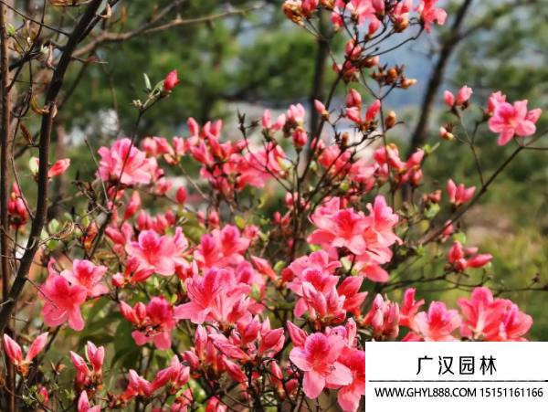 映山紅種子