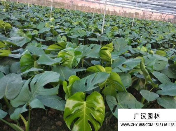 龜背竹種子