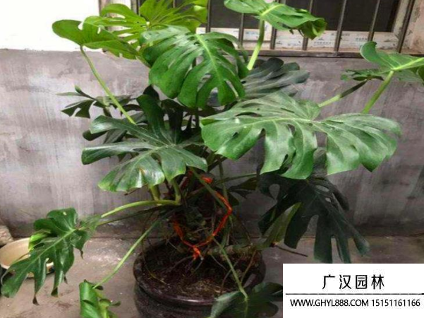 龜背竹種子