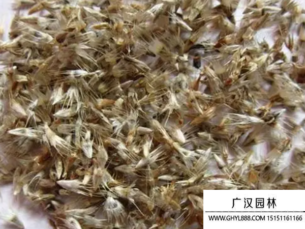 虎皮菊種子