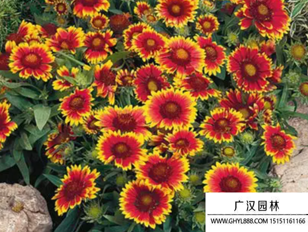 虎皮菊種子