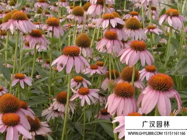 紫松果菊種子