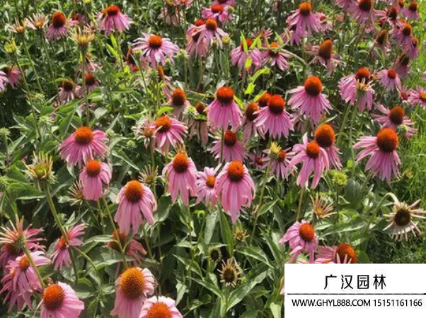 紫松果菊種子