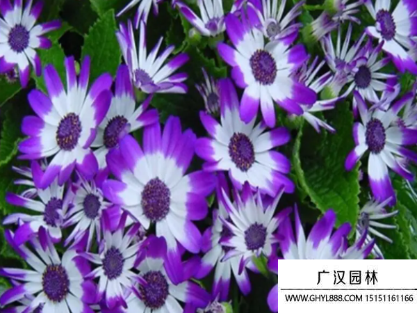 瓜葉菊種子