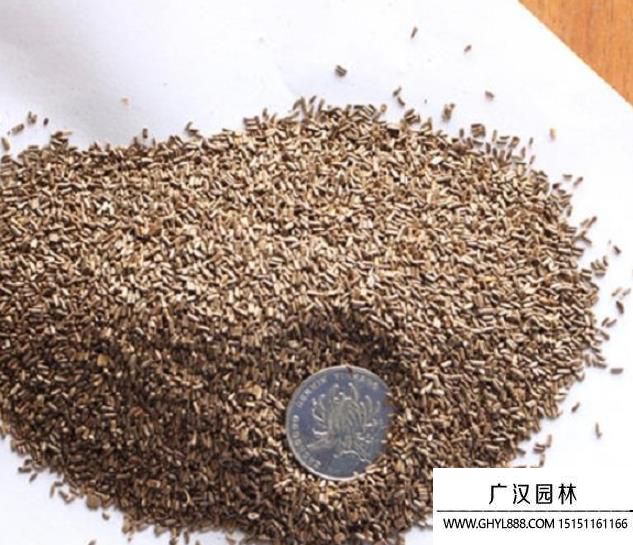 麥稈菊種子