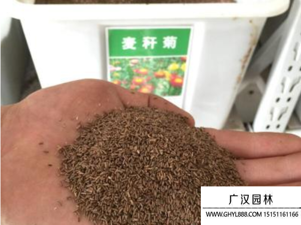 麥稈菊種子
