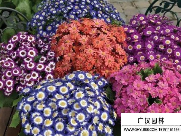 瓜葉菊種子
