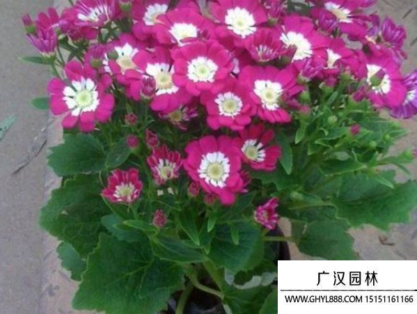 瓜葉菊種子