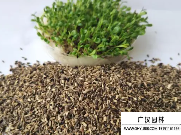 菊苣草種子