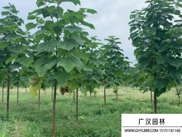泡桐樹